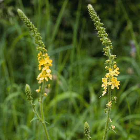 Agrimony