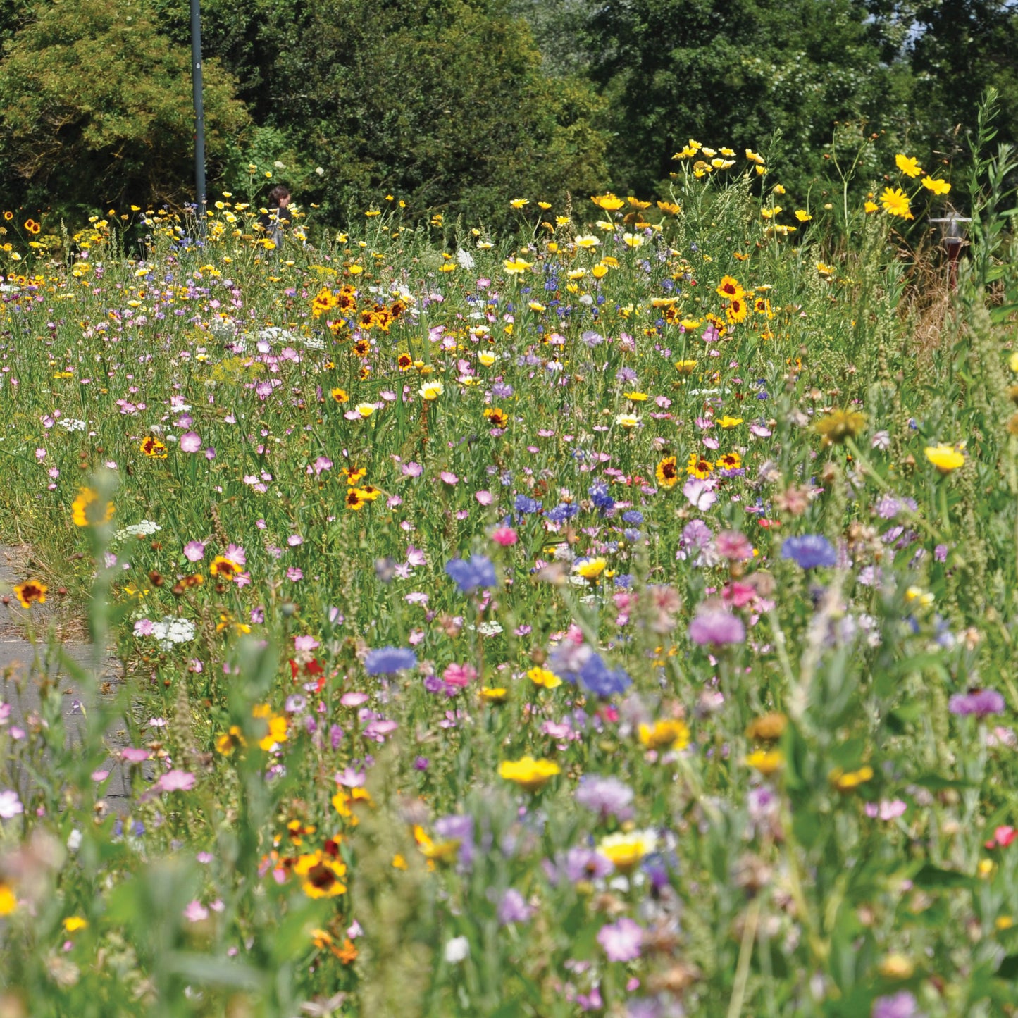 Aromatic Garden