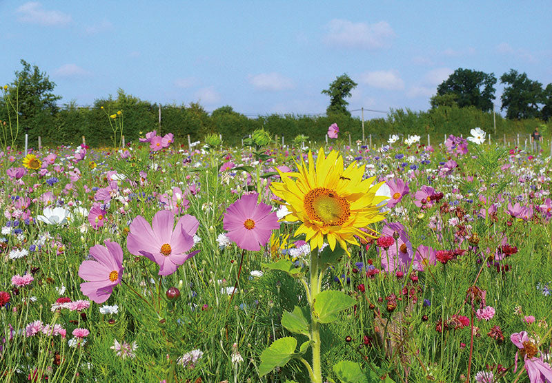 Bee Heaven