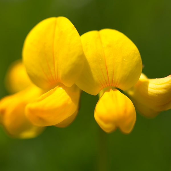 Birds-foot Trefoil