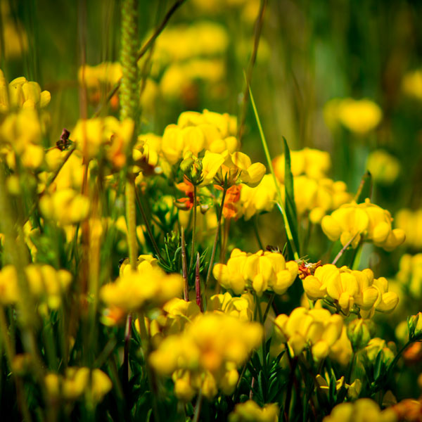 Birds-foot Trefoil