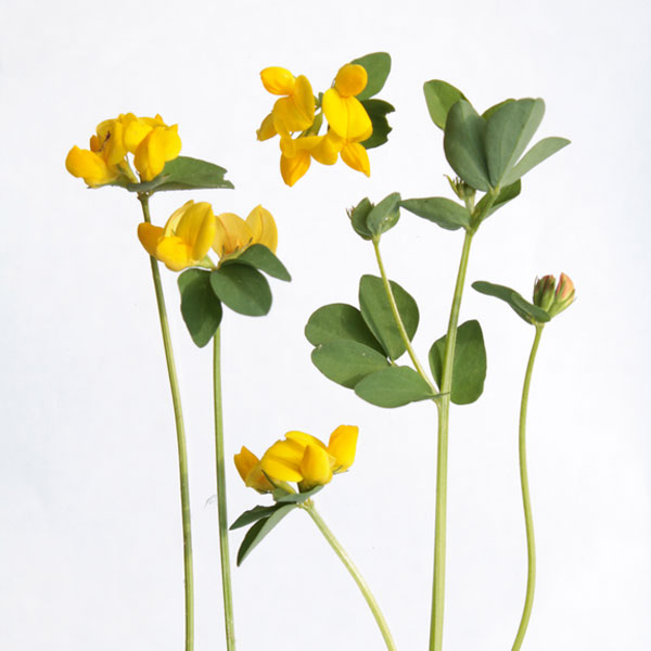 Birds-foot Trefoil