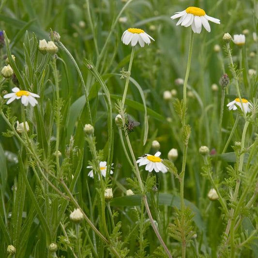 Corn Chamomile