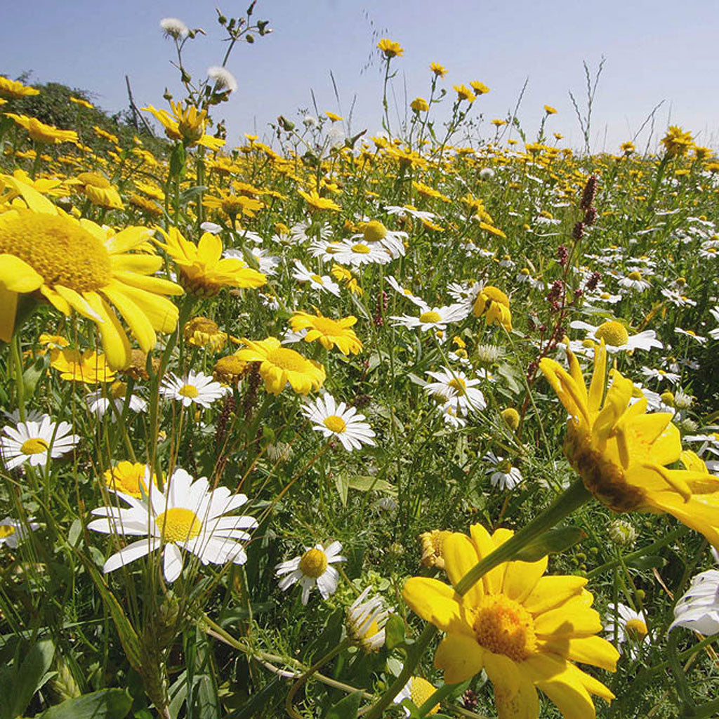 Corn Marigold