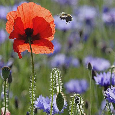 Wildflowers of the Cornfield