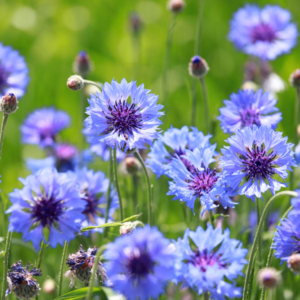 Cornflower