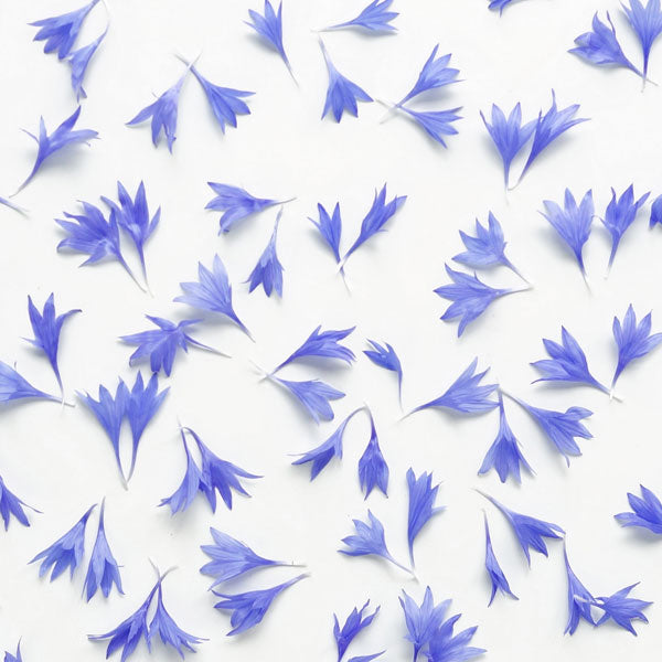 Cornflower