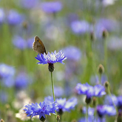 Wildflowers of the Cornfield