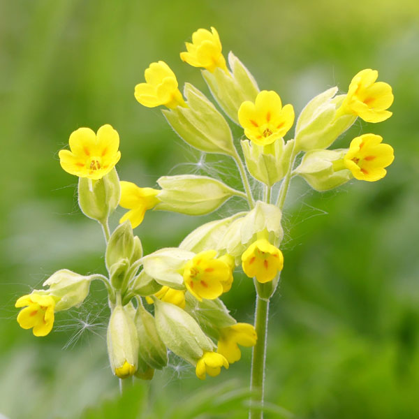 planting cowslip seeds Cowslip