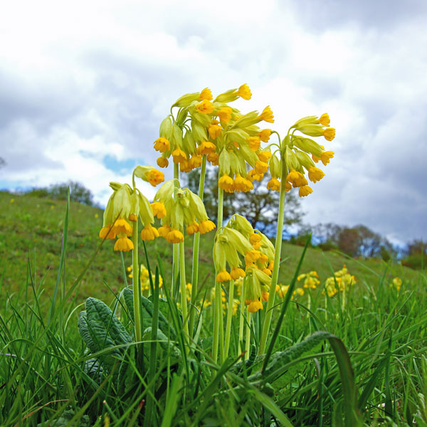 Cowslip