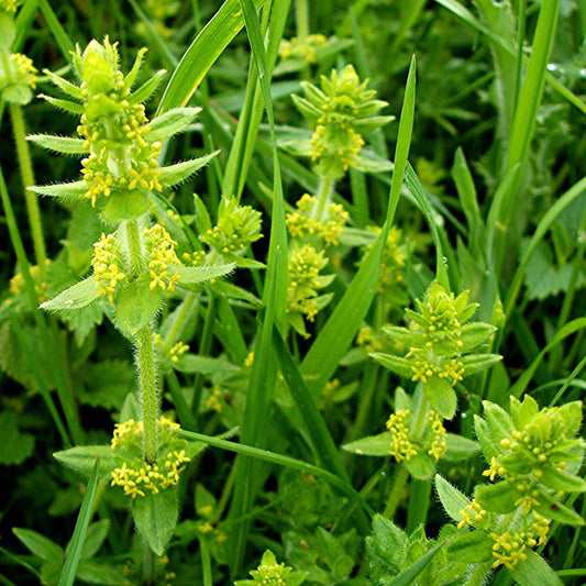 Crosswort