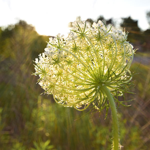 Wild Carrot