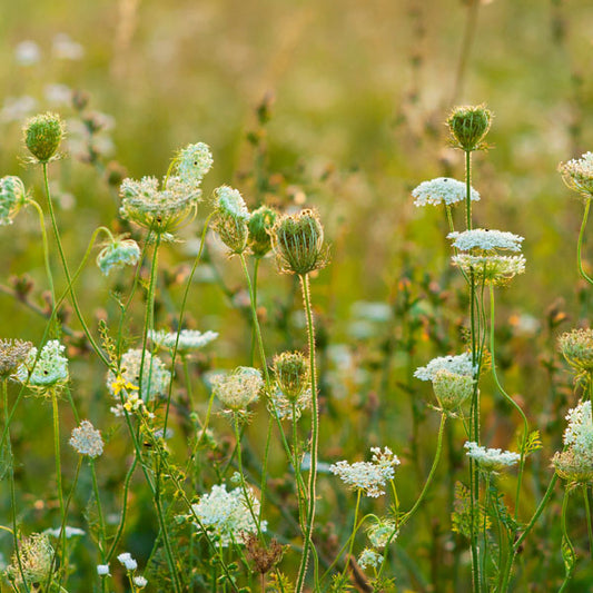 Wild Carrot