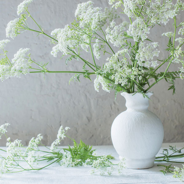 Wild Carrot