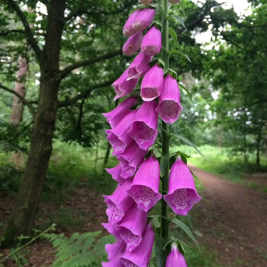 Foxglove