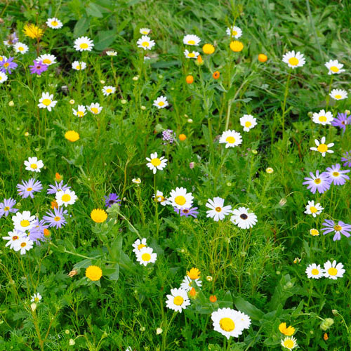 Green Roofs