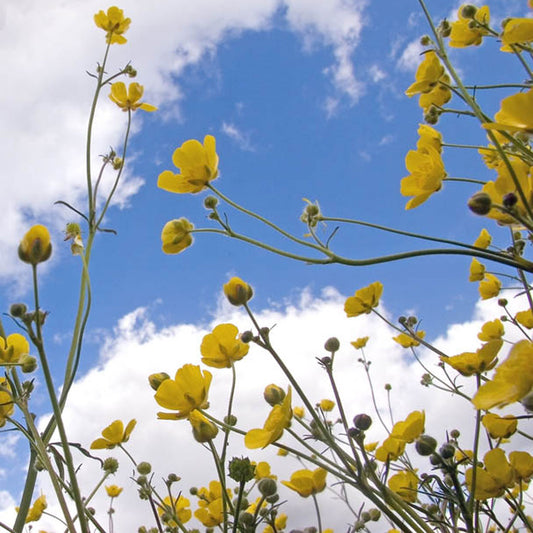 Meadow Buttercup