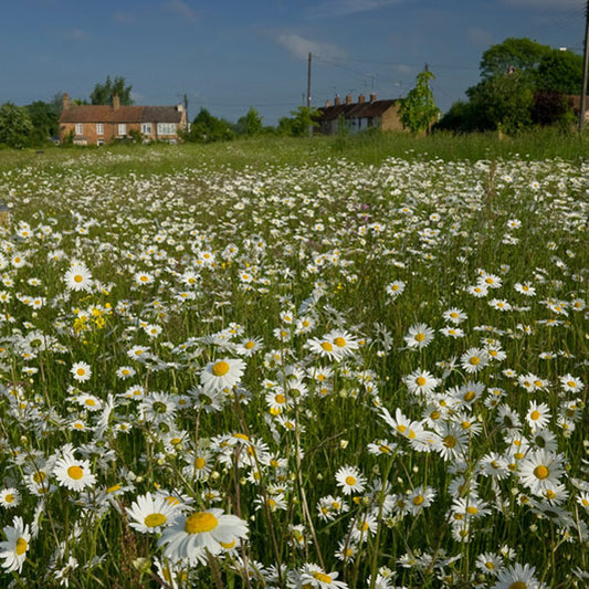 Ox-eye Daisy