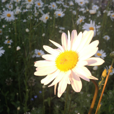 Wildflowers of the Meadow