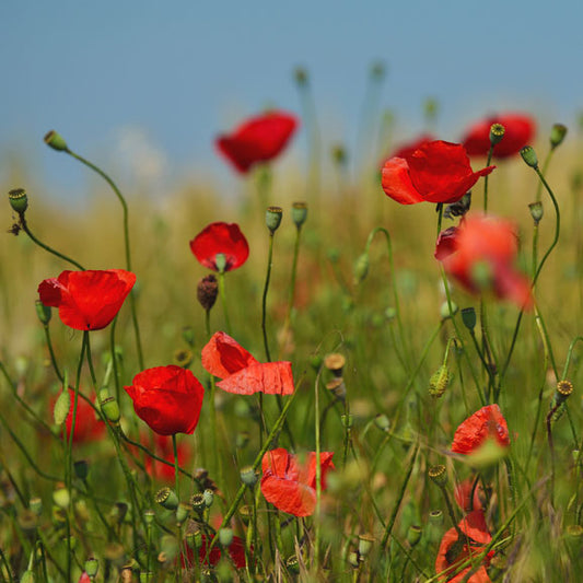 Corn Poppy