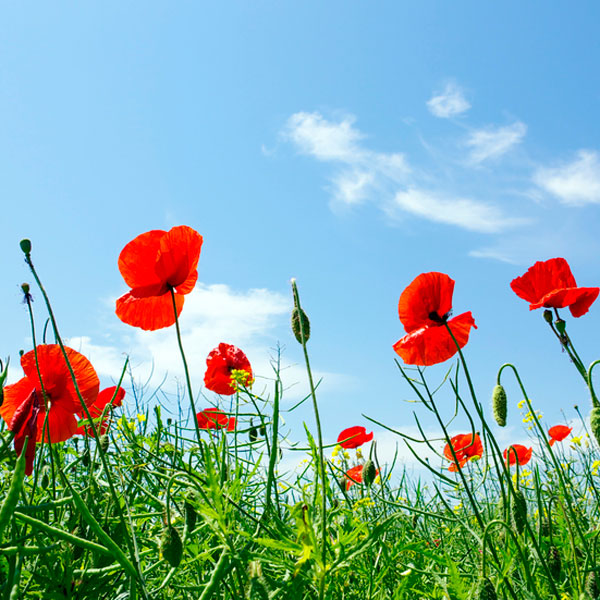 Corn Poppy
