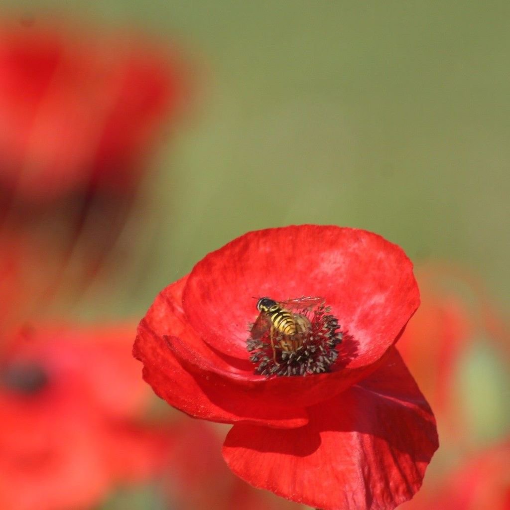 Wildflowers of the Cornfield