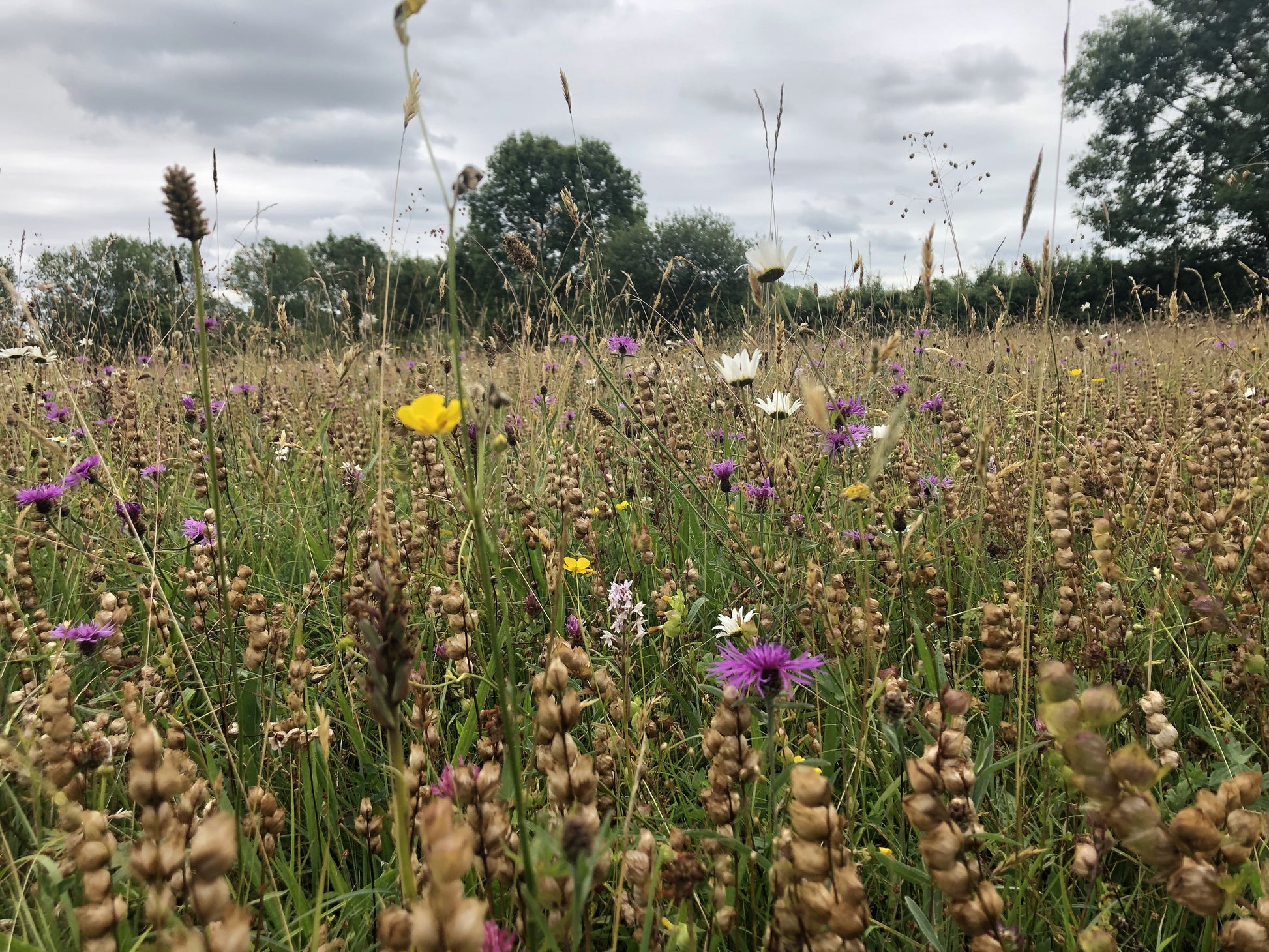 Yellow rattle pods full of seeds in August