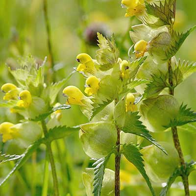 Yellow Rattle