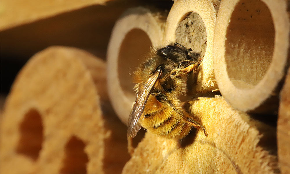 Making A Simple Bee Hotel