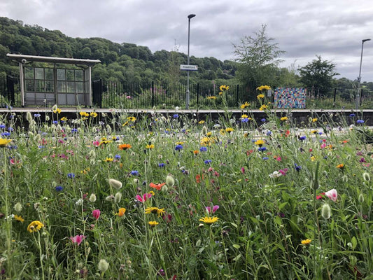 A Flowerbed Meadow in the heart of your community