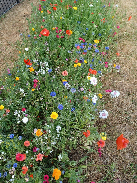 Plant a Pocket Meadow for Biodiversity