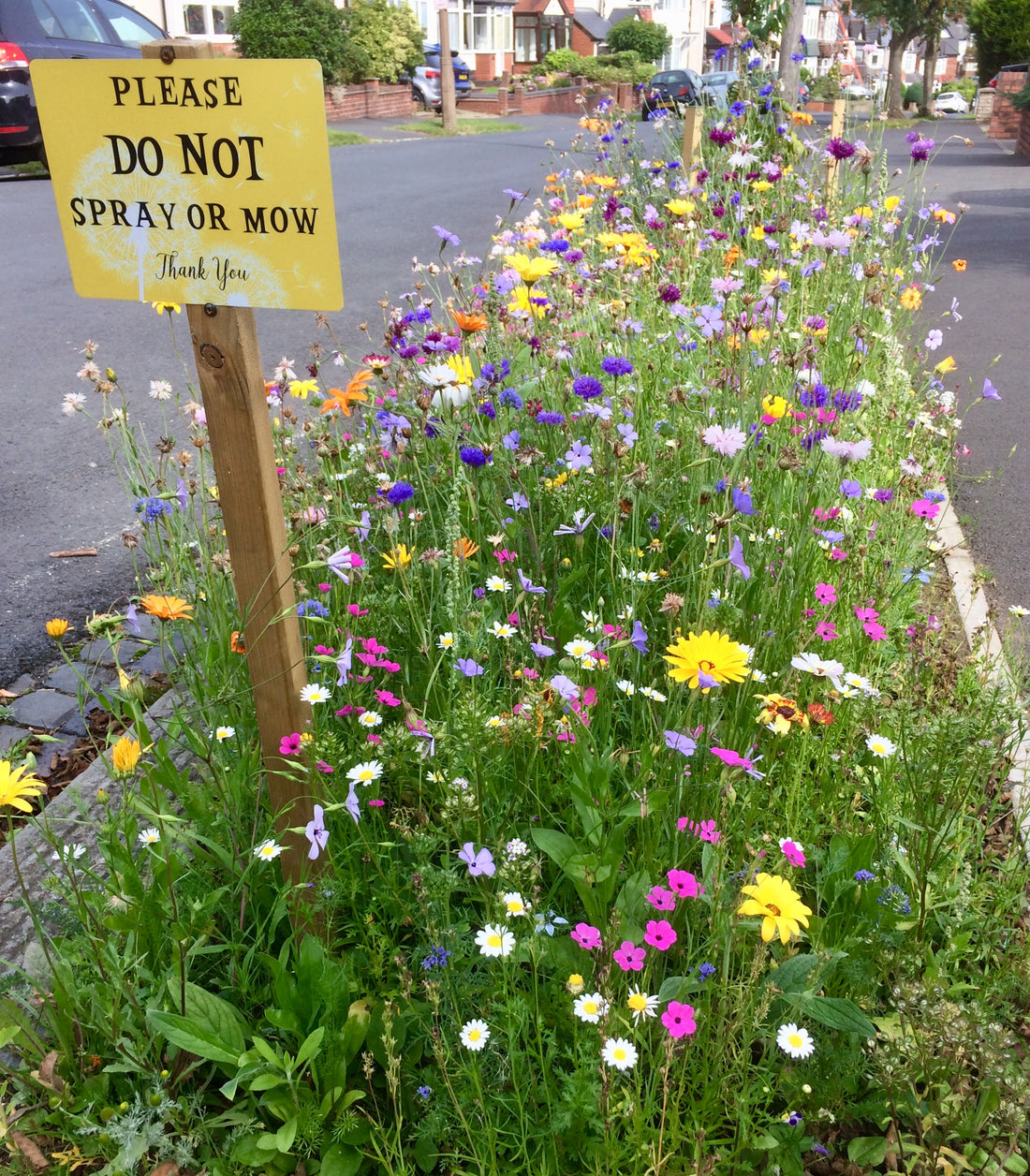 Toby's Pocket Meadow Project