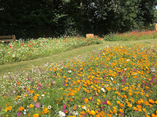 Our flowering 'Meadow of the Month' for April