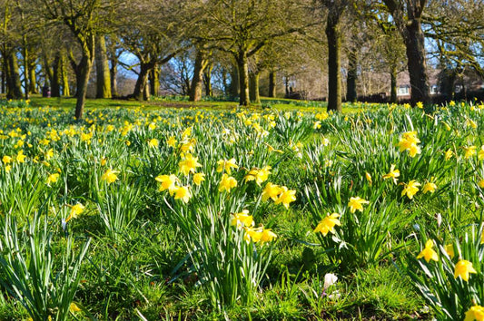 The Big GWR Bulb Planting