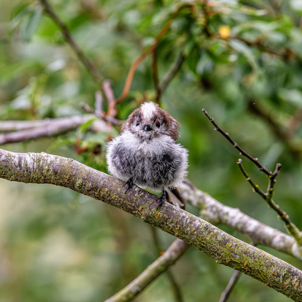 All Fluffed Up