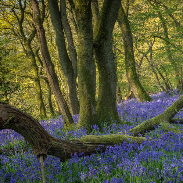 Ancient Woodland Bluebells