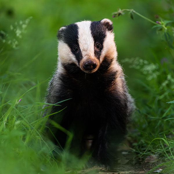 Badger Woodland Trail – Meadow in My Garden