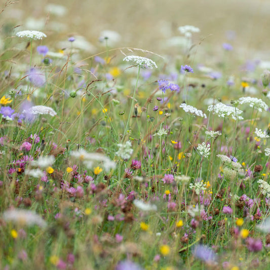 Downland Wildflowers