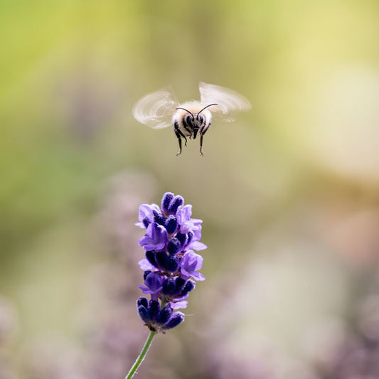 Flight of the Bumble Bee