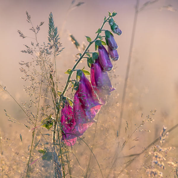 Foxglove Dawn