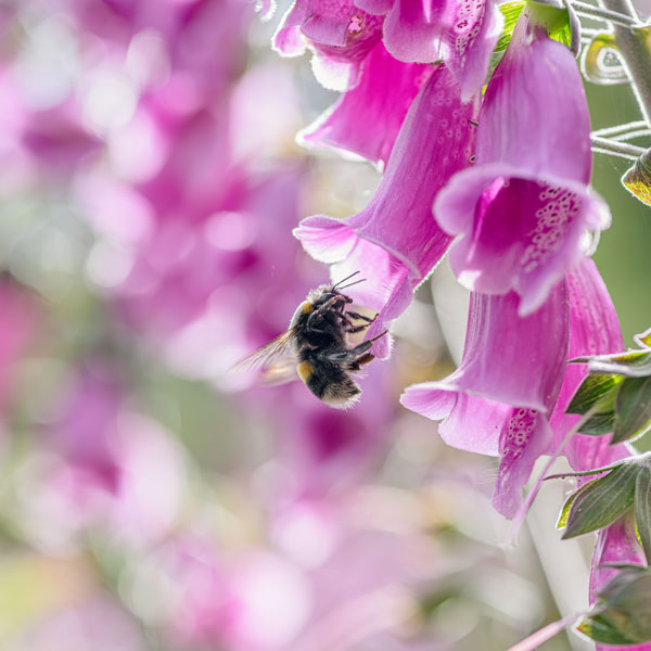 Foxglove Heaven