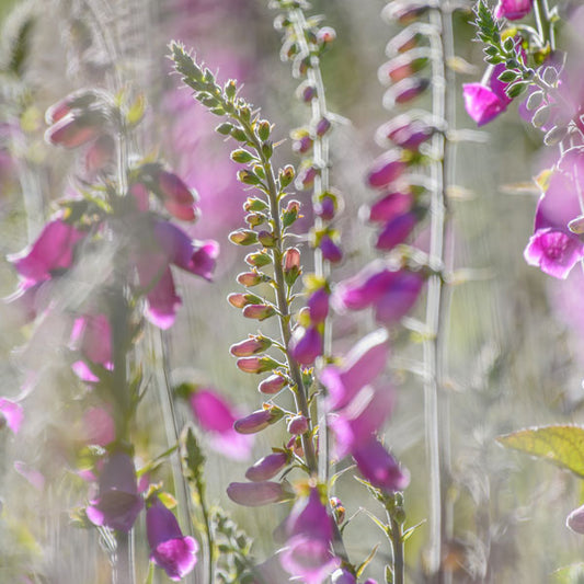 Foxglove Summer Haze