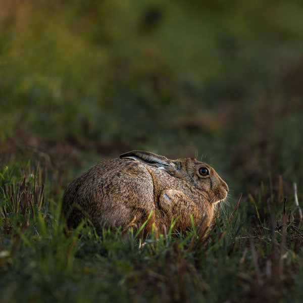 Hunkered Down Hare