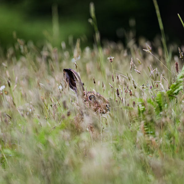 Hare in the Tall Grass