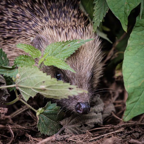 Hedgehog