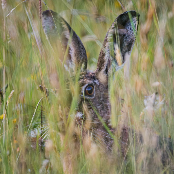 Meadow Hare