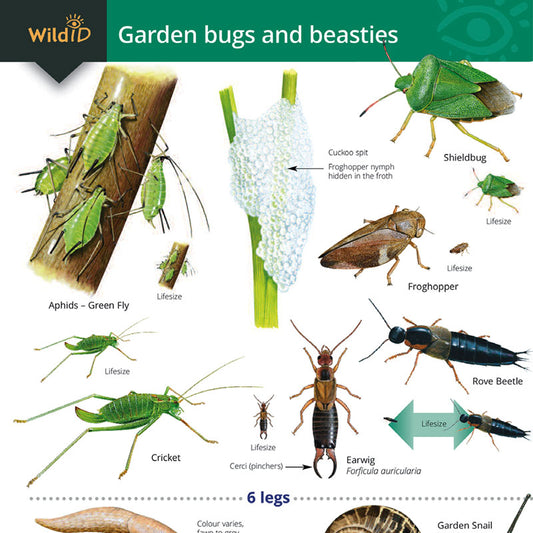 Garden Bugs & Beasties