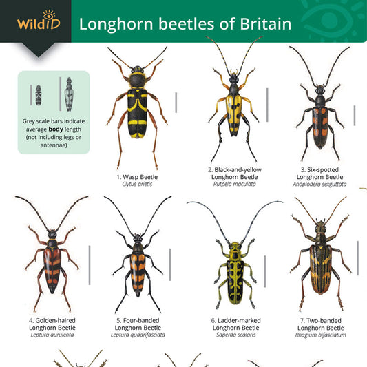 Longhorn Beetles