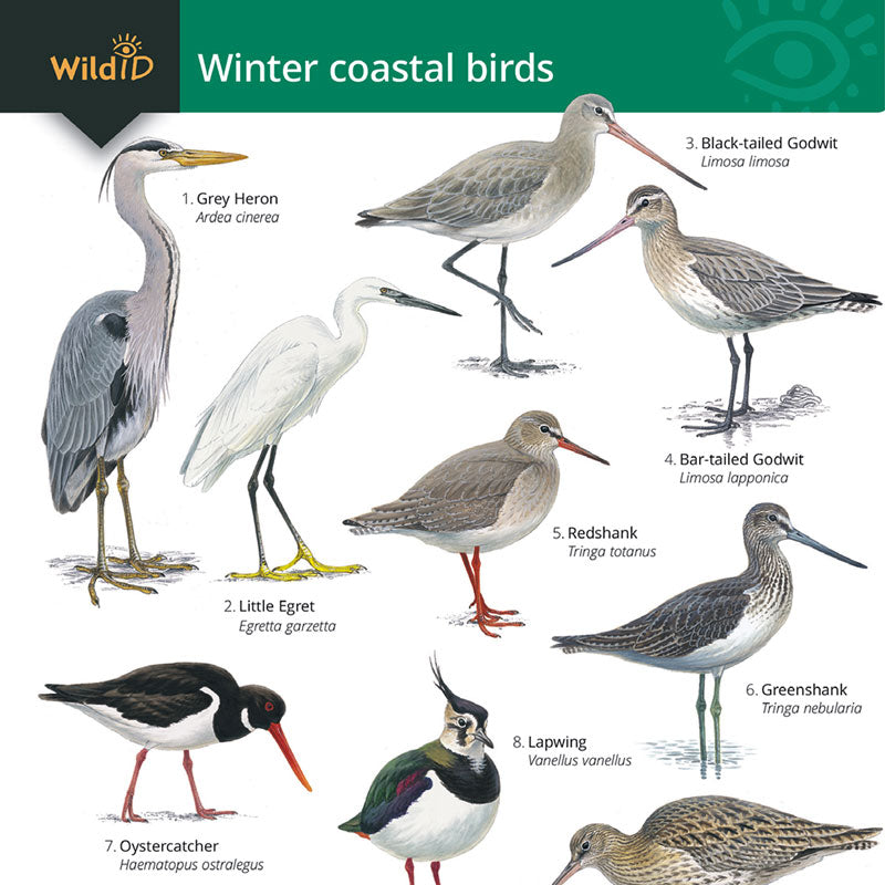 Winter Coastal Birds