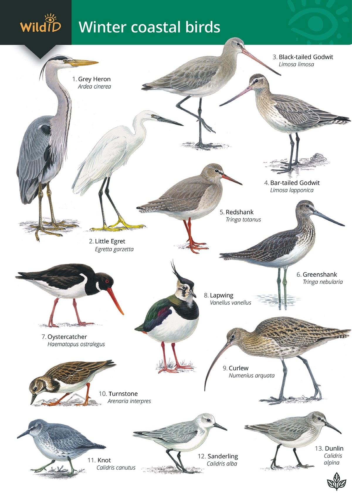 Winter Coastal Birds